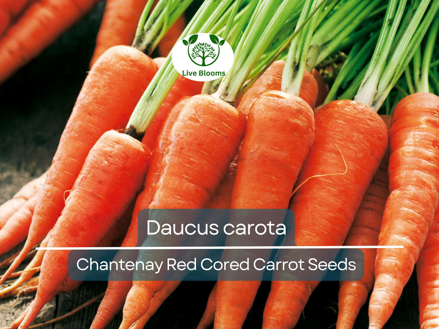800 Seeds Chantenay Red Cored Carrot - Heirloom Daucus carota for Sweet, Crisp Roots