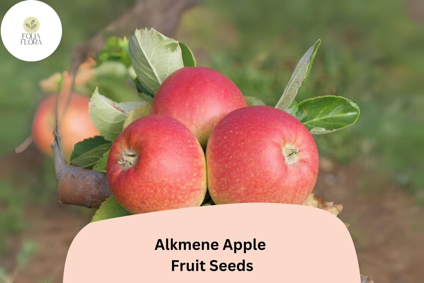 25+ Alkmene Apple Seeds | Early Heirloom Malus domestica | Crisp Tart-Sweet Flavor Fruit Tree Seeds