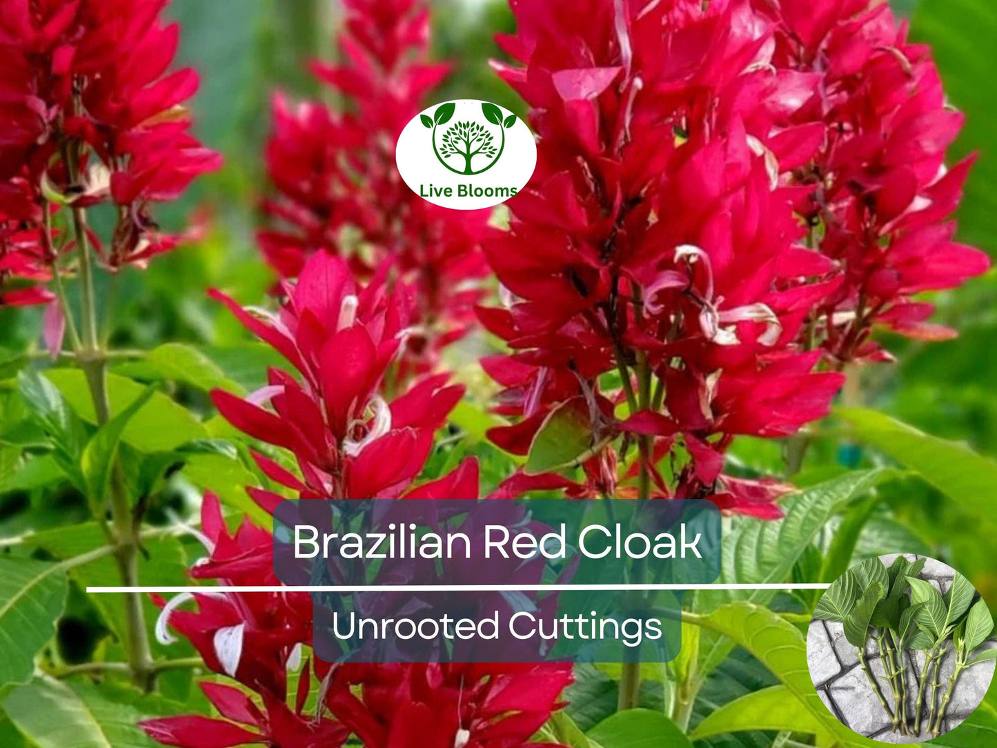 7 Brazilian Red Cloak Unrooted Cuttings 5-8" Easy to Root Tropical Shrub for Gardens & Privacy Hedges
