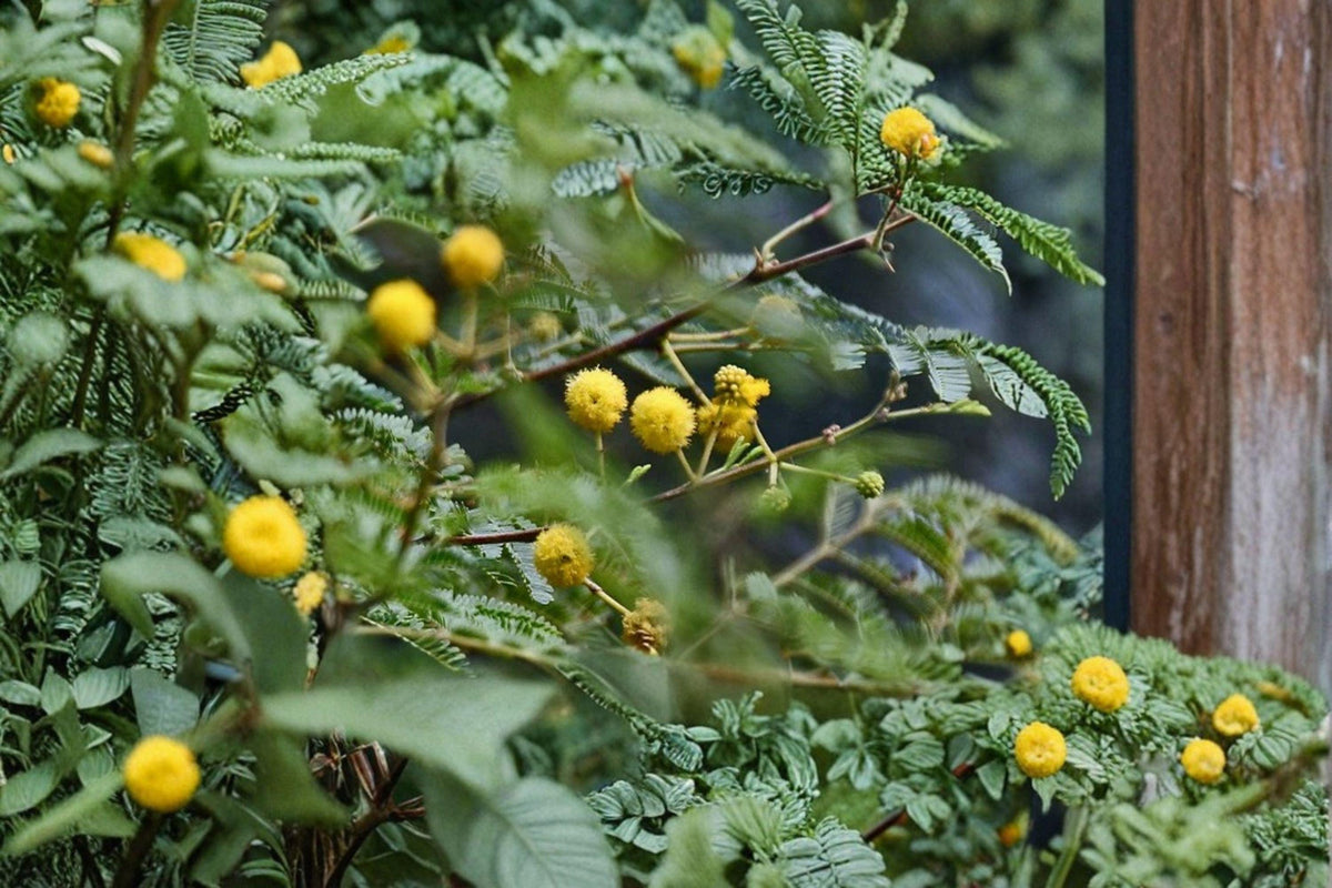 Gum Arabic Tree Seeds (5 Seeds) - Vachellia nilotica, Medicinal Acacia, Drought-Resistant, Yellow Flowers, Agroforestry Plant