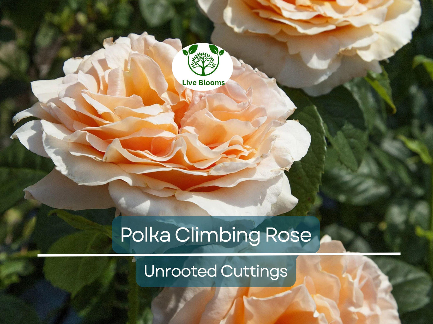 3 Polka Climbing Rose Apricot Unrooted Cuttings - Fresh Organic Rose Plants for Trellis & Garden