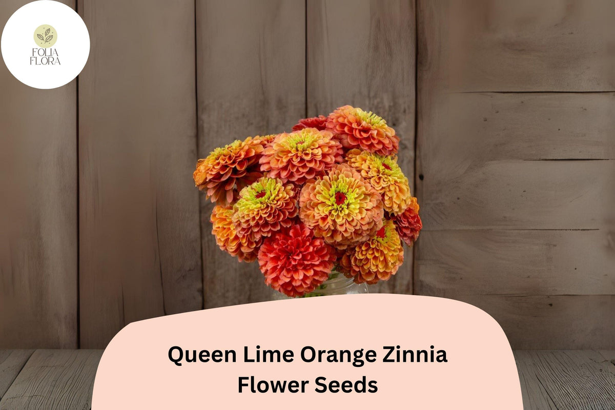 Queen Lime Orange Zinnia Seeds - 100+ Non-GMO Zinnia elegans, Unique Peach-Orange Blooms for Garden, Borders & Cut Flowers