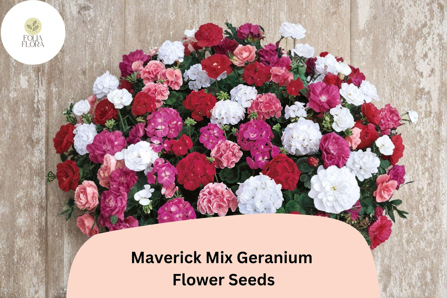 25+ Maverick Mix Geranium Seeds – Hardy Perennial with Pink, White & Red Flowers