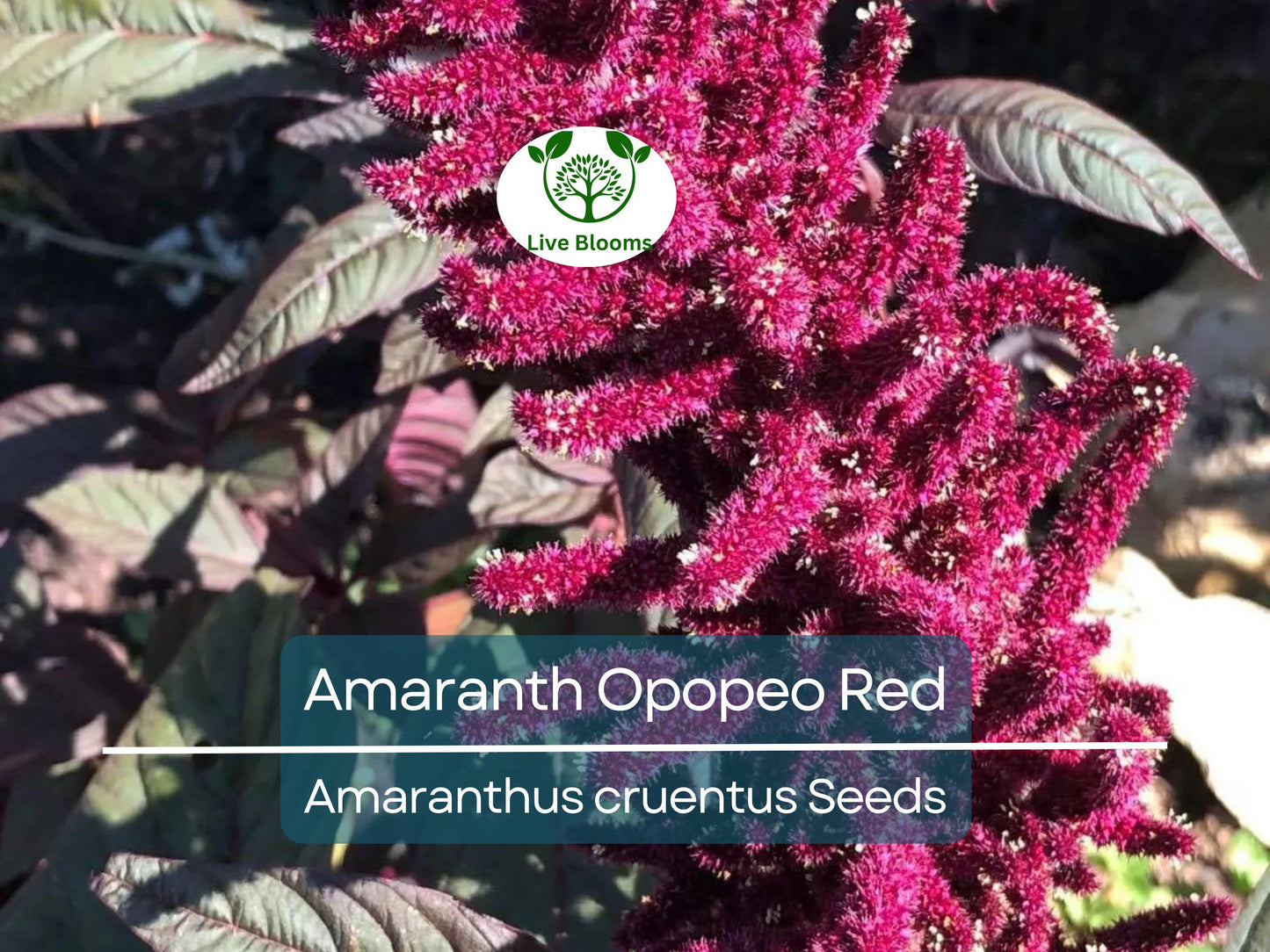 1500 Amaranth Opopeo Red Flower Seeds - Edible Leaves & Grain, Non-GMO Microgreens