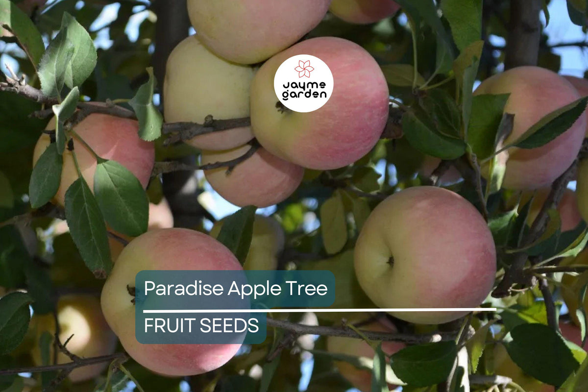 Paradise Apple Tree Seeds - 20 Red Delicious Seeds, Malus pumila, Cold Hardy Edible Fruit & White Flowers, Wildlife Friendly