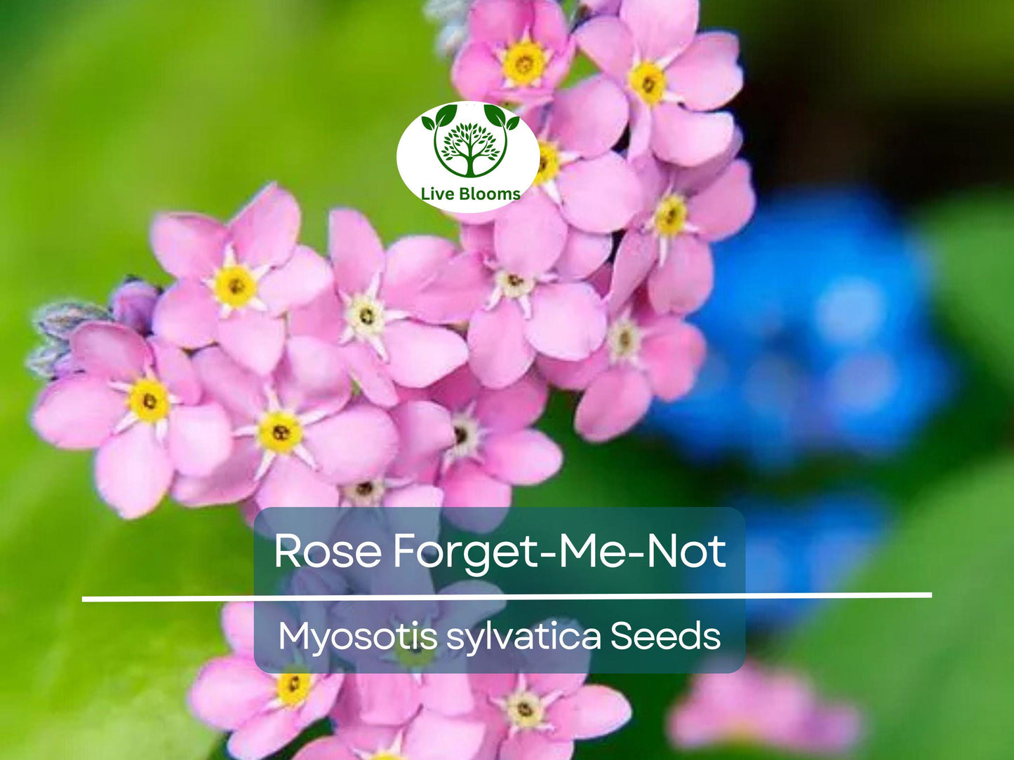 200 Seeds Rose Forget-Me-Not Myosotis Perennial Flowers Non-GMO Ground Cover Border