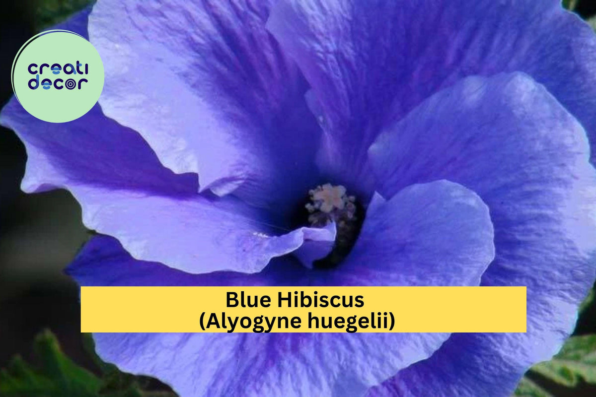Blue Hibiscus Starter Plant - Live Well-Rooted Alyogyne huegelii - Evergreen Shrub with Violet-Blue Blooms for Sunny Gardens