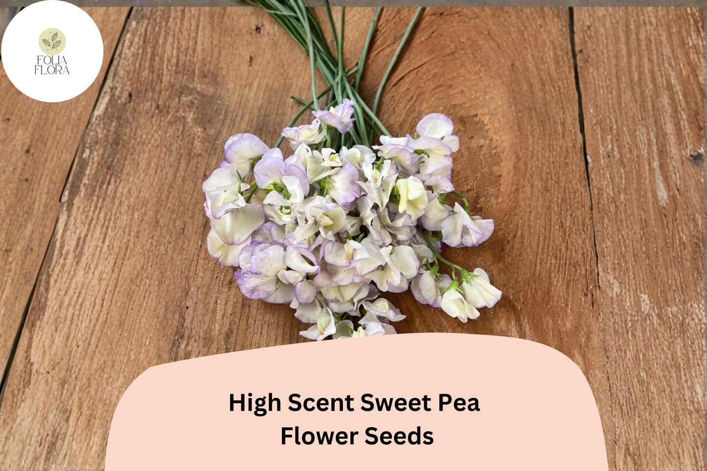 50+ High Scent Sweet Pea Seeds - Pale Lavender Climbing Annual Vine for Trellises & Gardens