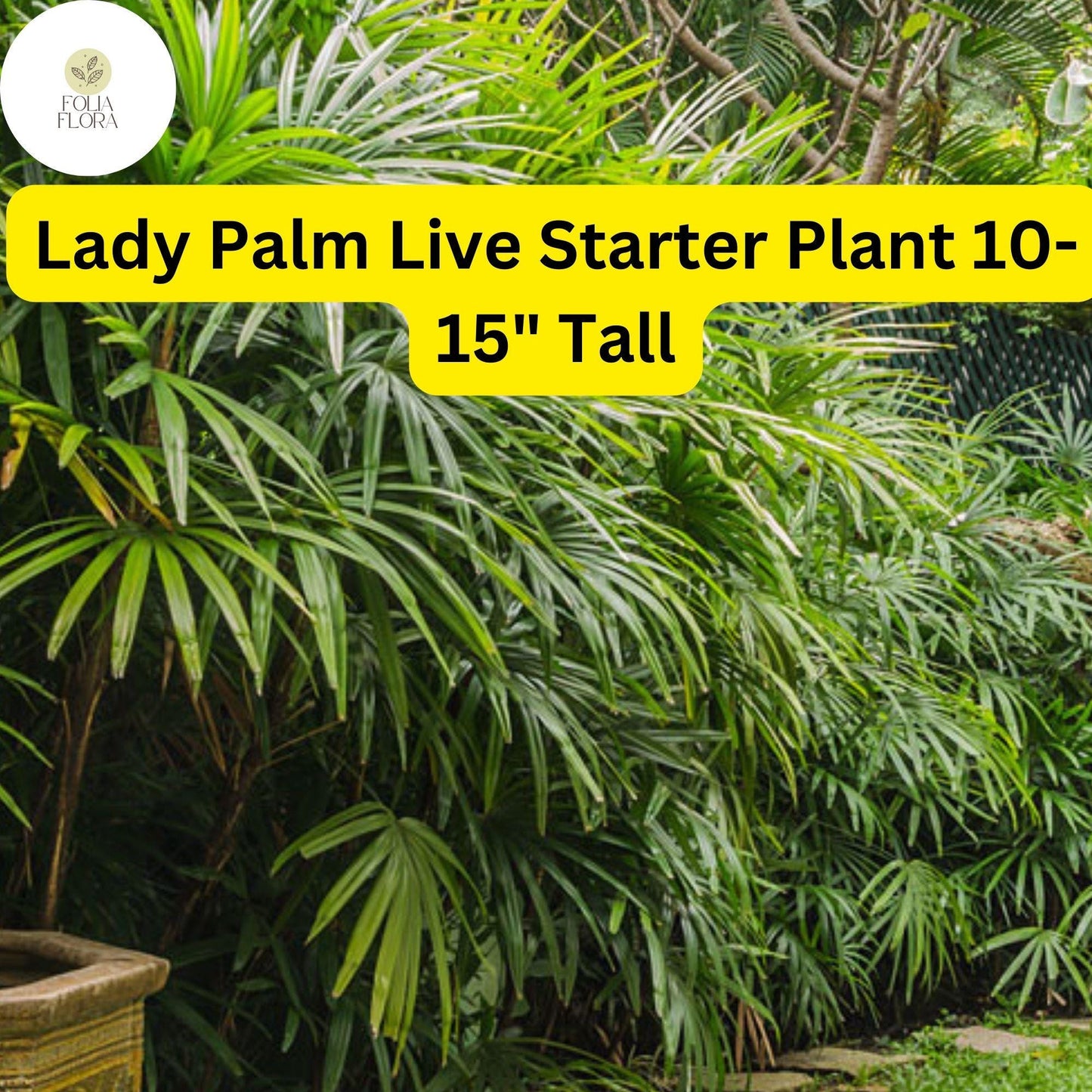 Rhapis excelsa Lady Palm Live Plant 10-15" Tall - Indoor Air-Purifying, Pet-Friendly Palm