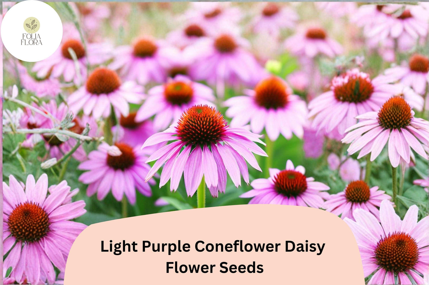 200+ Light Purple Coneflower Daisy Seeds | Echinacea purpurea Hardy Perennial for Pollinator Gardens