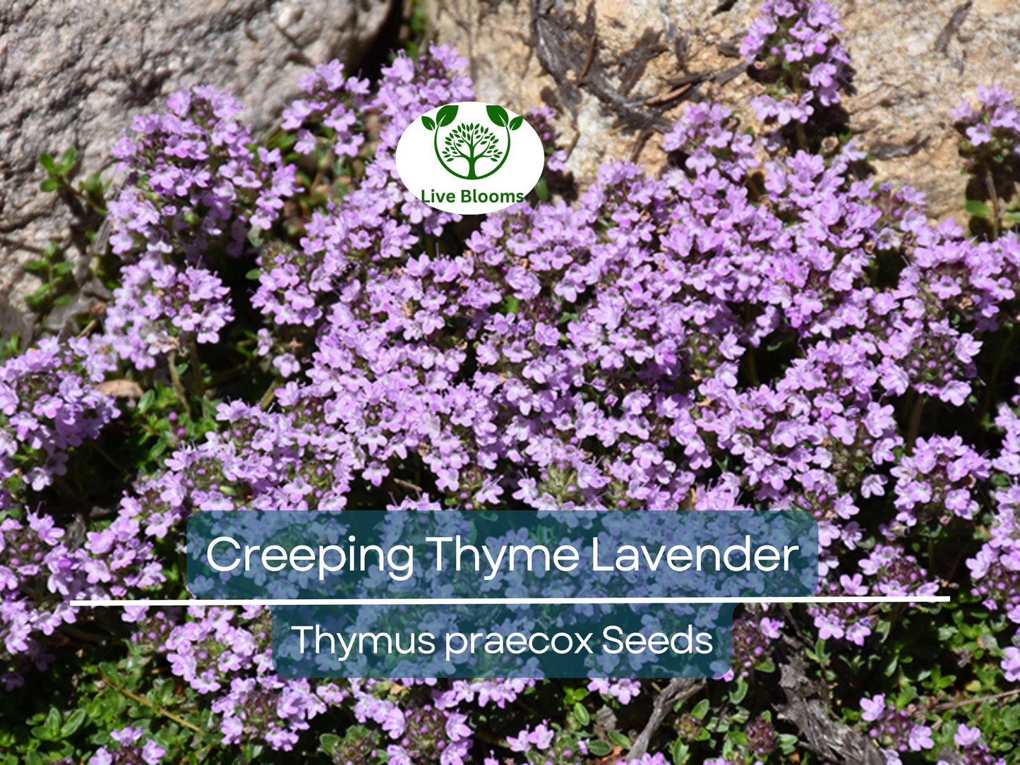 1000 Seeds Creeping Thyme Lavender Groundcover - Perennial Purple Flowers, Non-GMO Thymus praecox