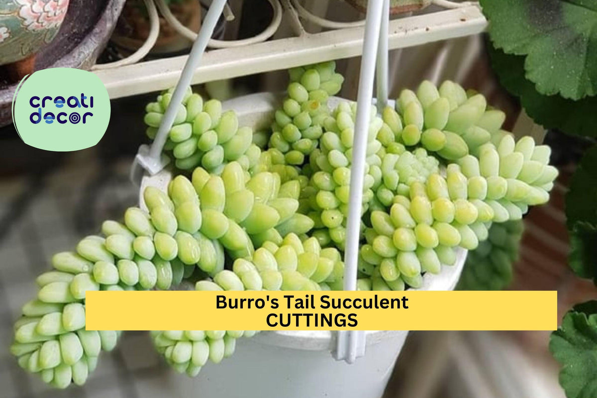 5 Burro’s Tail Succulent Cuttings | Sedum Morganianum | Easy to Grow Trailing Succulent for Beginners