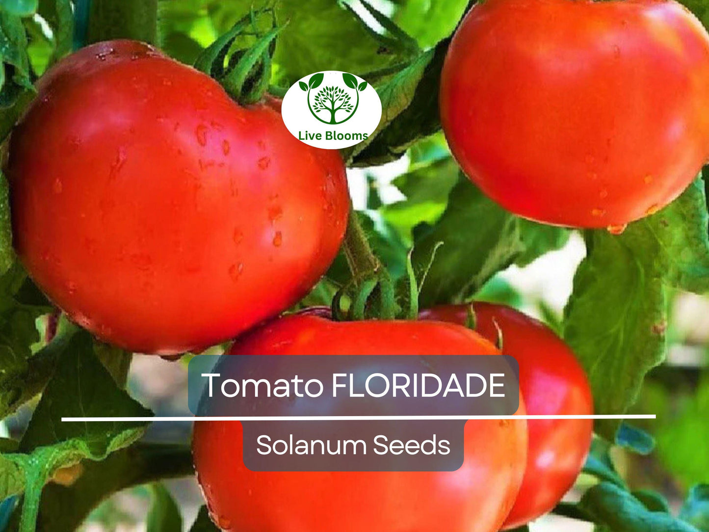 100 Floridade Tomato Seeds – Heirloom Heat-Tolerant Determinate Slicing Tomatoes Non-GMO