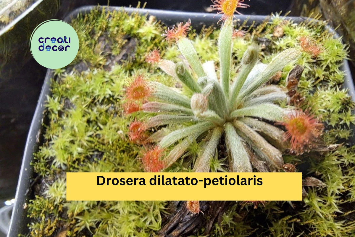 Drosera dilatato-petiolaris | Live Carnivorous Sundew Plant | Rare Tropical Species | Red Glandular Leaves