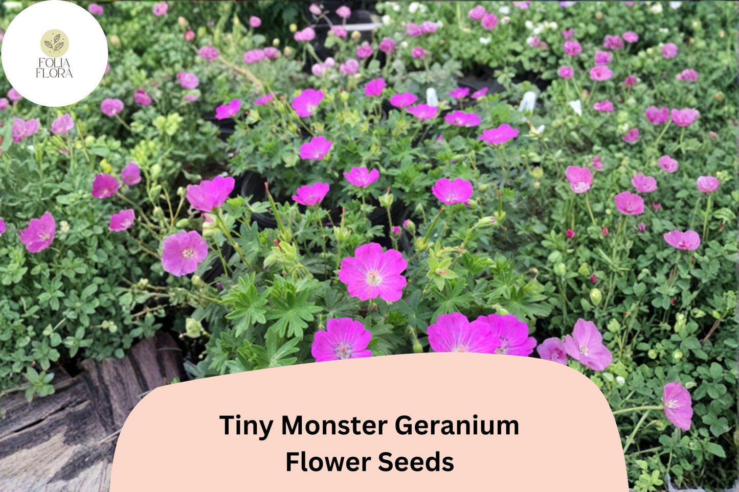 25+ Tiny Monster Geranium Seeds | Hardy Perennial with Purple Blooms for Borders & Rock Gardens