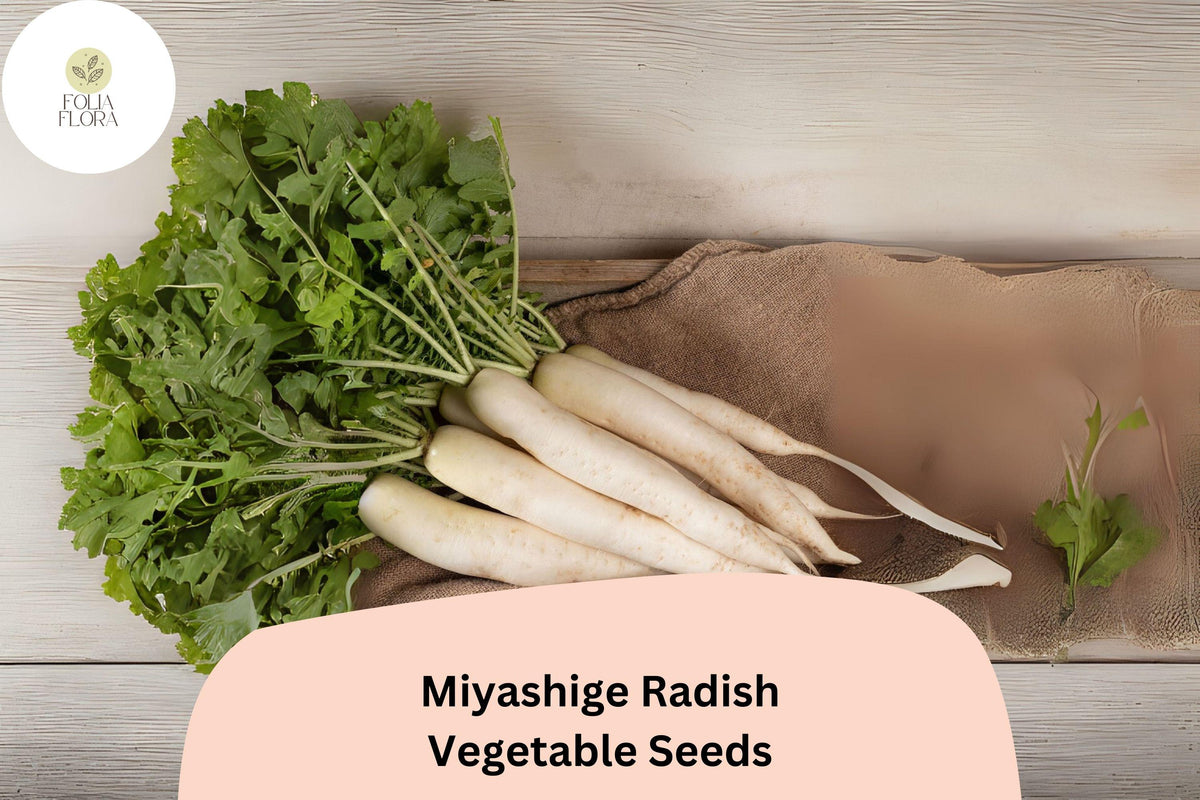 Miyashige Radish Seeds - 500+ Non-GMO Japanese Daikon Heirloom (Raphanus sativus var. longipinnatus) for Garden Planting