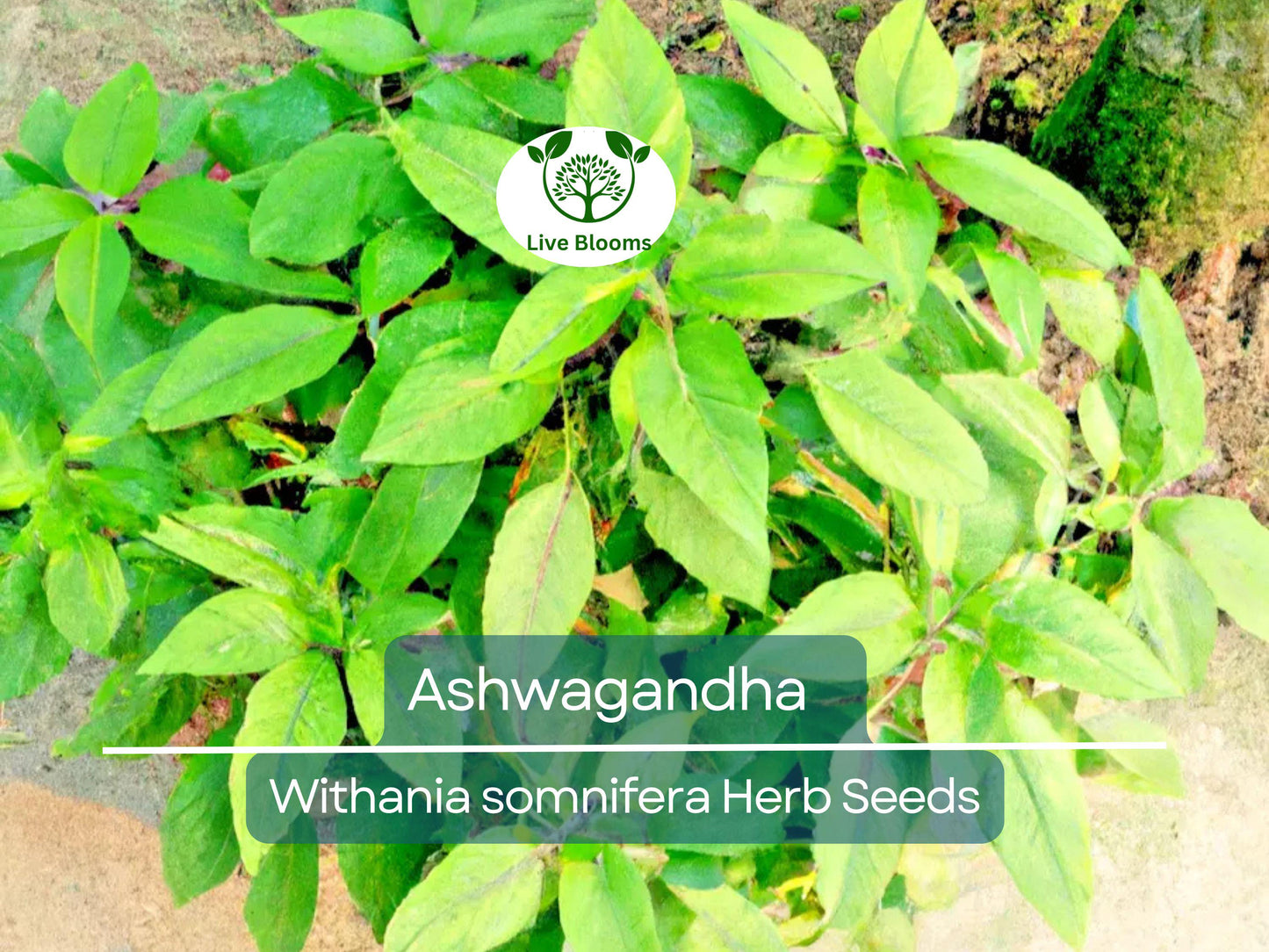 50 Ashwagandha Herb Seeds | Withania somnifera Indian Ginseng for Home Gardening