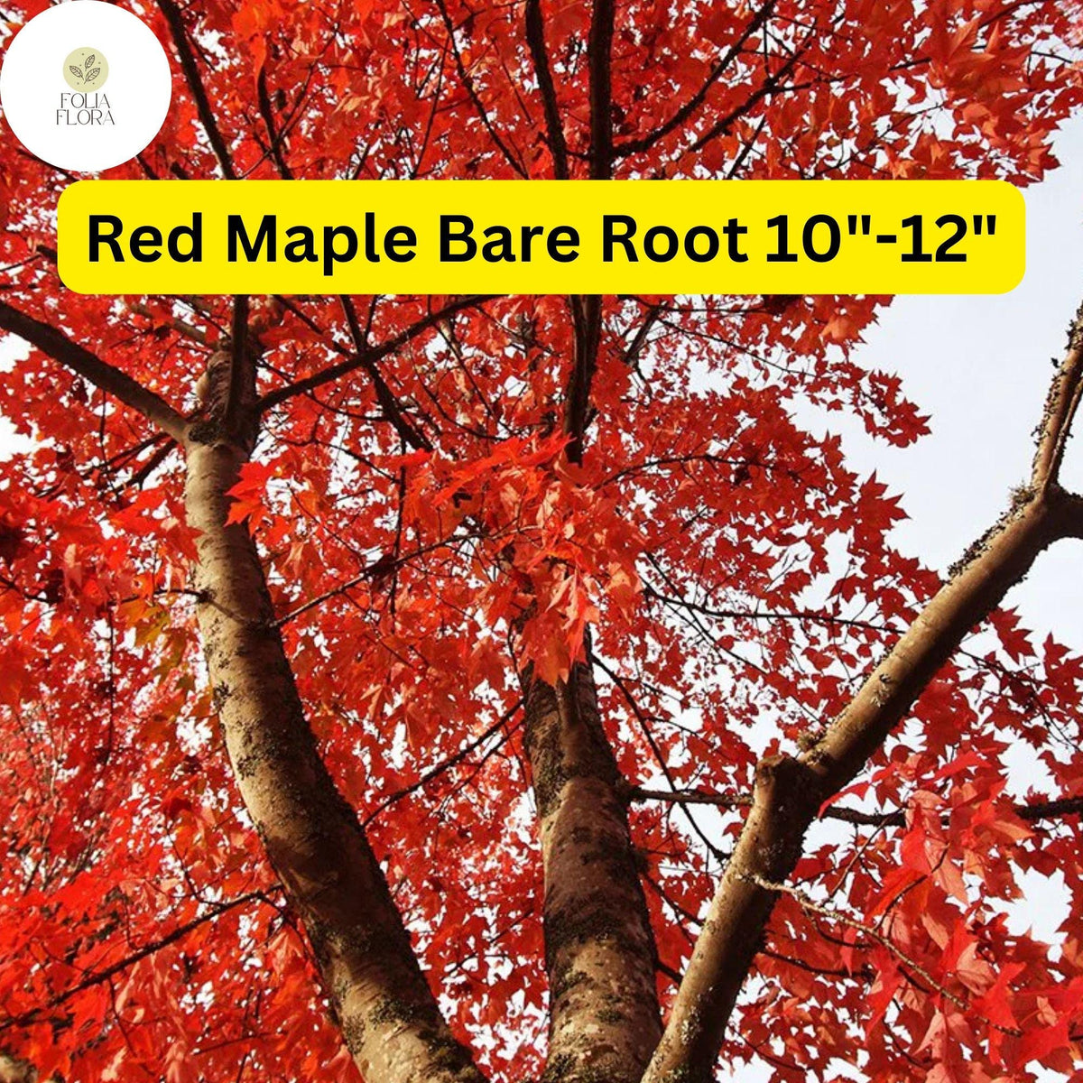Red Maple Tree 2-Pack Live Bare Root Plants 10"-12" Acer rubrum - Vibrant Fall Foliage, Fast-Growing, Low Maintenance