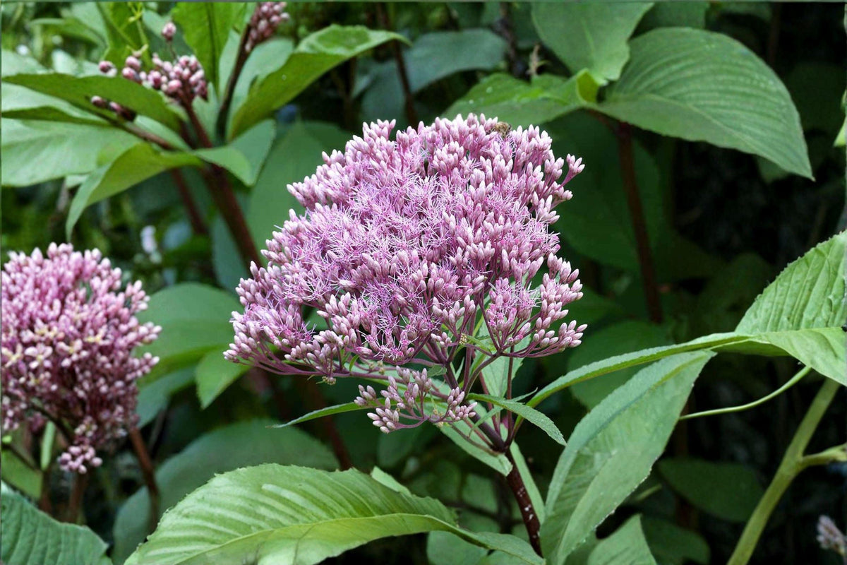 Hollow Joe-Pye Weed Seeds - 100 Count - Eutrochium fistulosum - Native Perennial Pollinator Plant - Moist Meadow Favorite