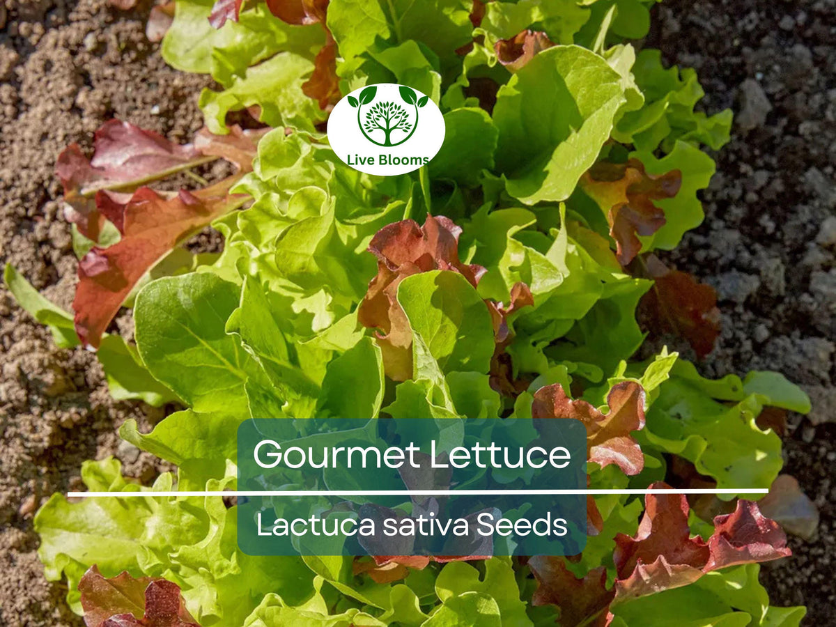Gourmet Lettuce Blend Seeds - 1000 Mixed Salad Bowl Seeds, Crisp & Fresh, Easy to Grow, Butterhead, Romaine, Loose-Leaf