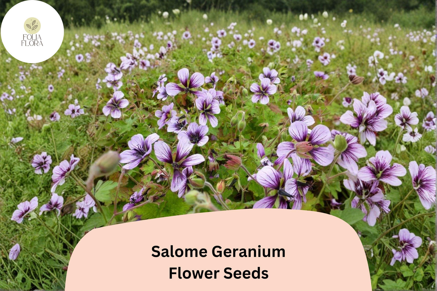 25+ Salome Geranium Seeds | Hardy Perennial Geranium sanguineum for Garden Borders & Beds