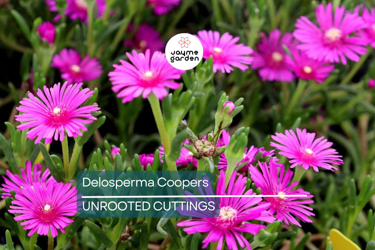 Magenta Hardy Ice Plant Cuttings – 5 Unrooted Delosperma Cooperi, Drought-Tolerant Ground Cover, Sun-Loving Succulent