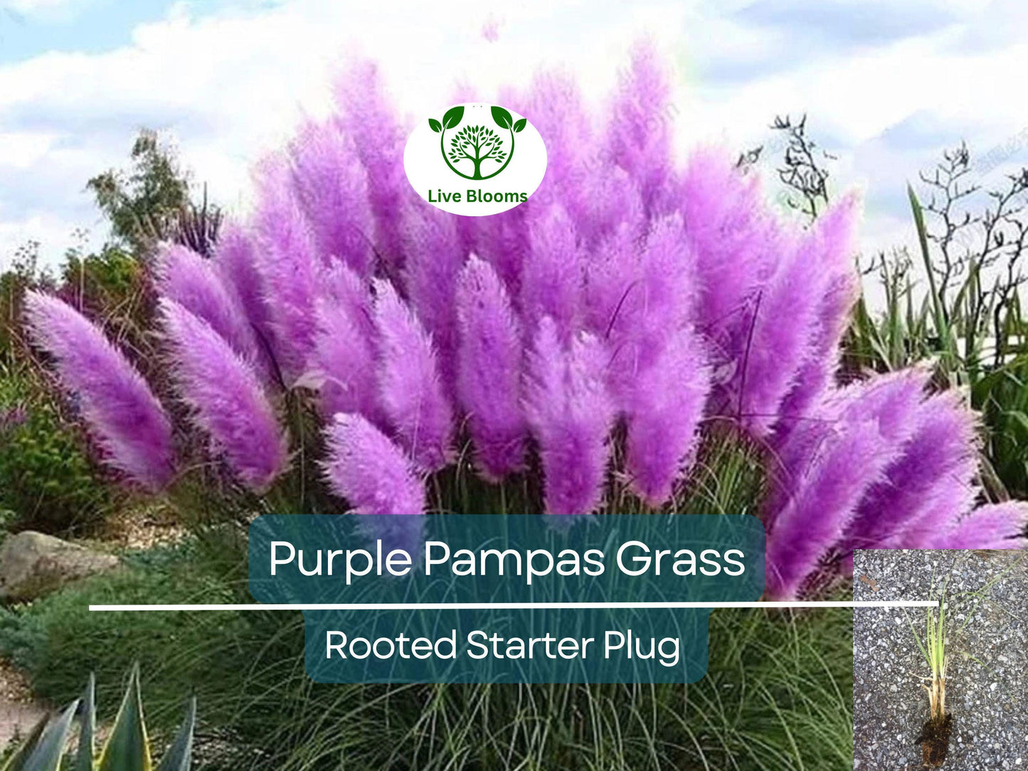 3 Plugs Purple Pampas Grass (Cortaderia selloana) – Ornamental Grass for Landscaping and Garden Decor