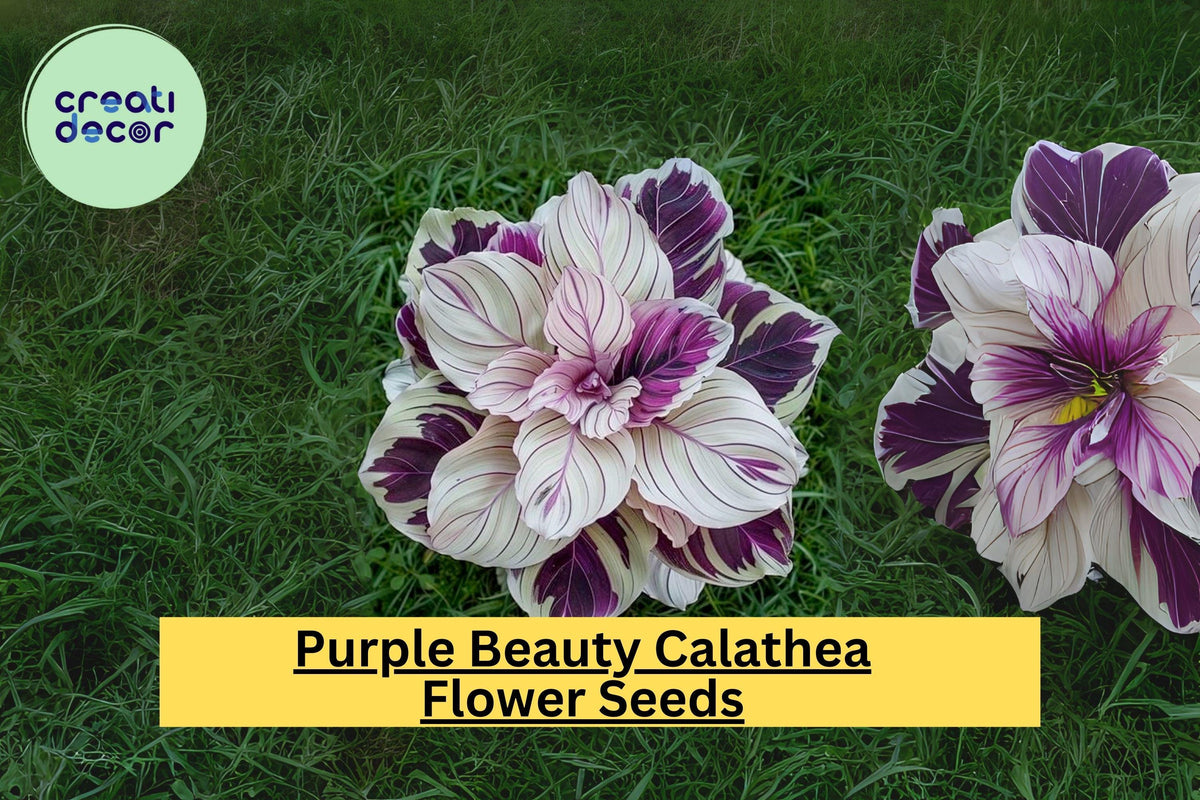 25+ Purple Beauty Calathea Seeds - Exotic Tropical Houseplant - Calathea spp. - Striking Foliage for Indoor & Shaded Gardens