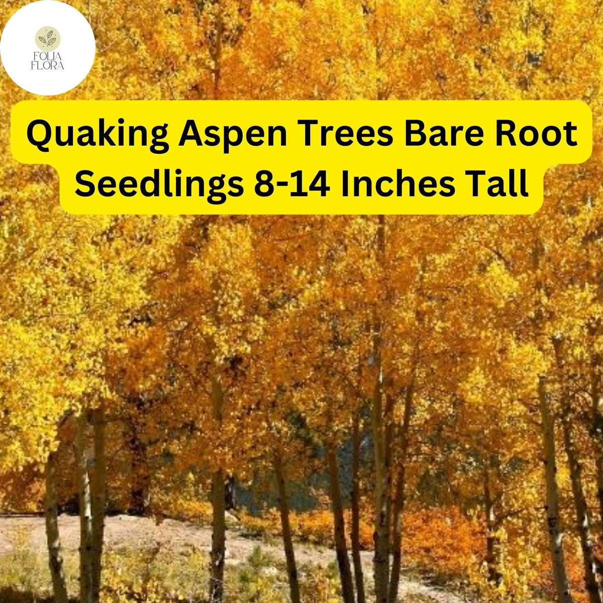 Quaking Aspen Trees Bare Root Seedlings 8-14 Inches Tall Populus tremuloides