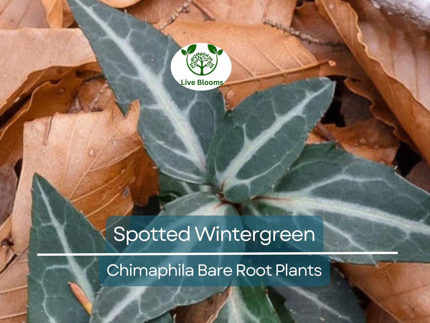 10 Spotted Wintergreen Plants - Chimaphila maculata Bare Root Evergreen Groundcover for Shade Gardens