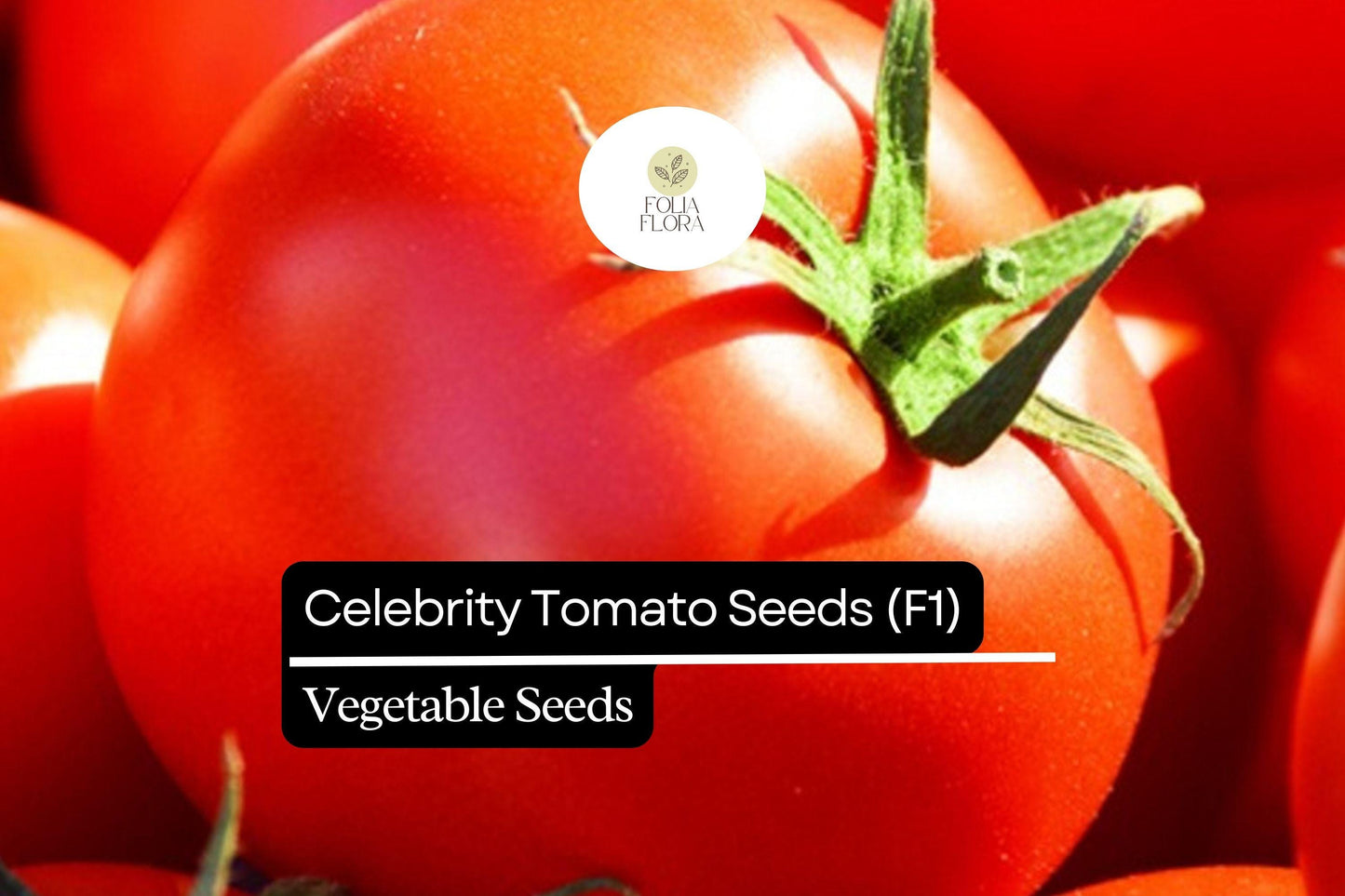 10 Seeds Celebrity Tomato (F1) - High-Yield, Disease-Resistant Hybrid Tomato