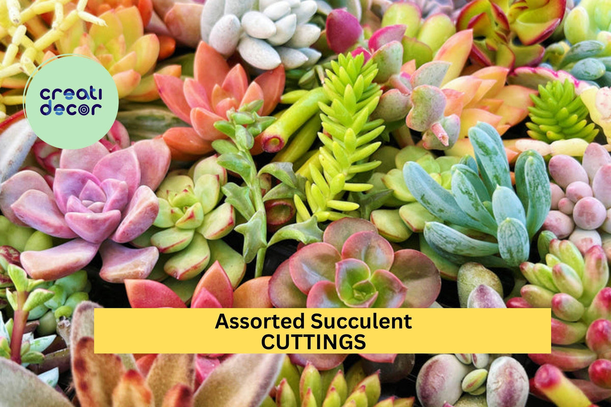 15 Assorted Succulent Cuttings – Unique Mixed Varieties Ready to Plant | Unrooted Succulent Garden Starter