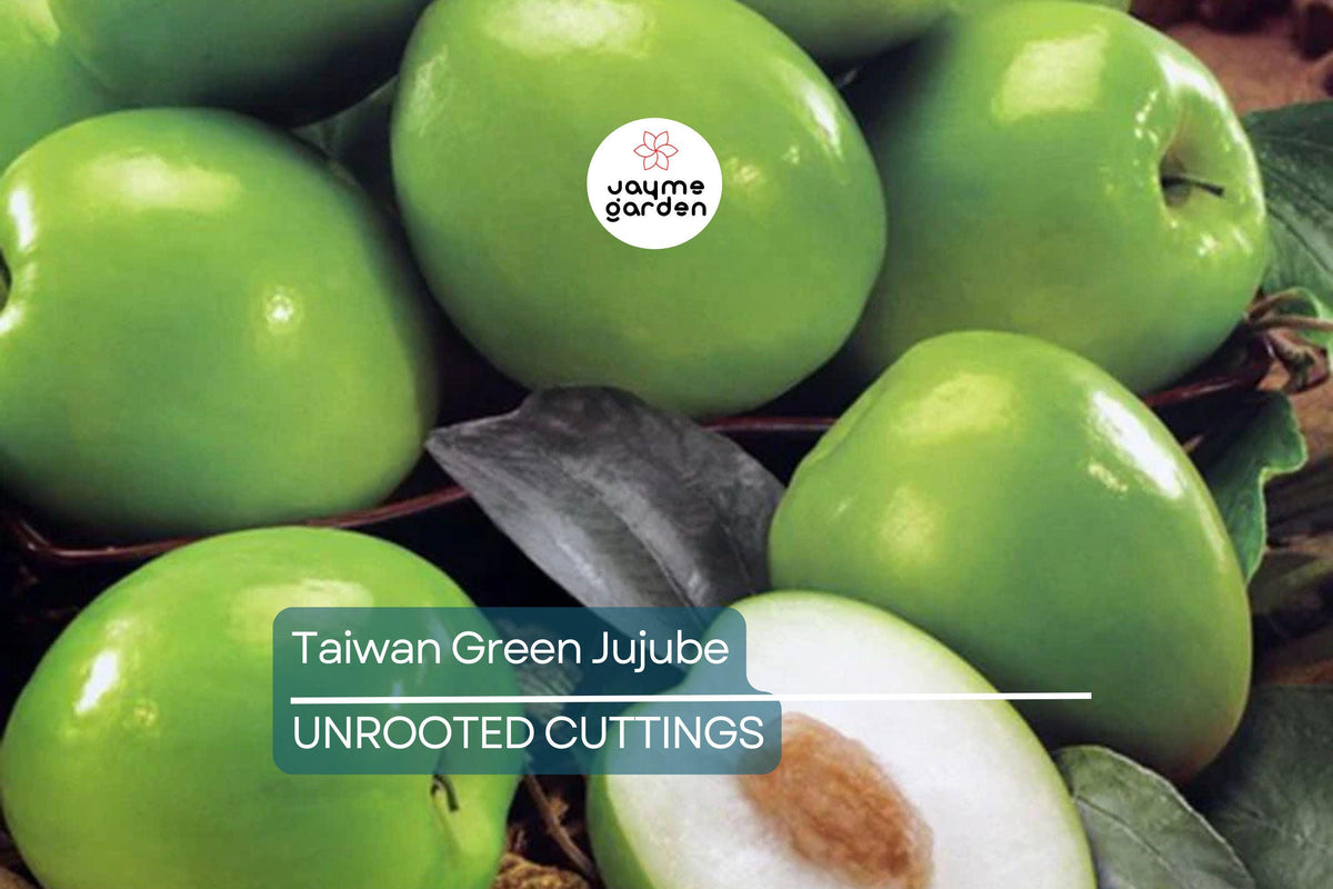 Taiwan Green Jujube Cuttings – 4 Unroot 10" Long for Grafting, Sweet 19 Brix Fruit, Ziziphus jujuba
