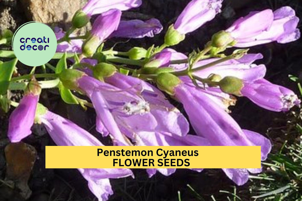 Penstemon cyaneus Seeds - 3pcs 100mg Blue Penstemon Wildflower for Dry Gardens & Pollinator Landscaping