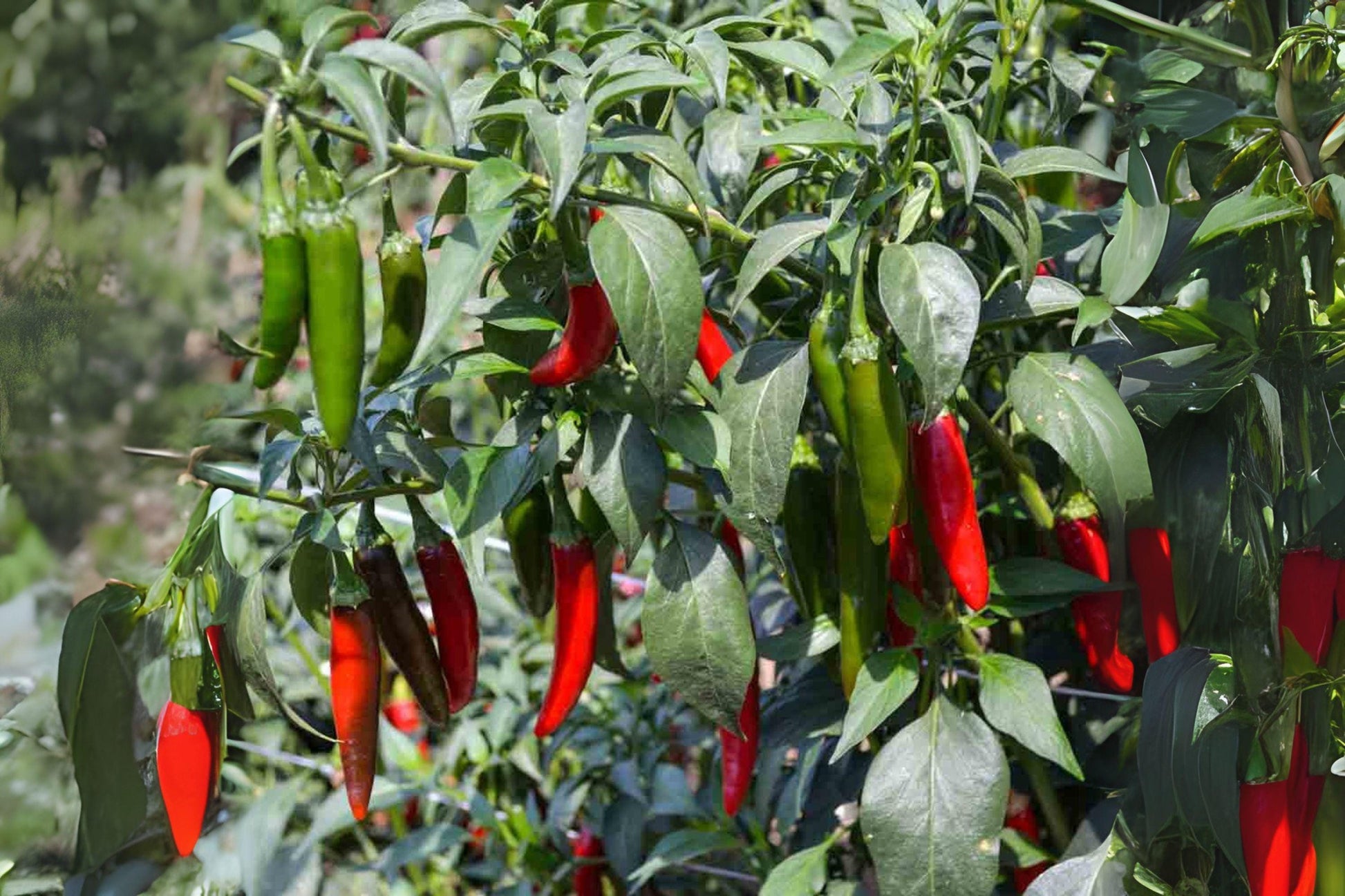 Serrano Tampiqueno Pepper Seeds | Heirloom Non-GMO Capsicum annuum for Salsas & Hot Sauces | 250 mg