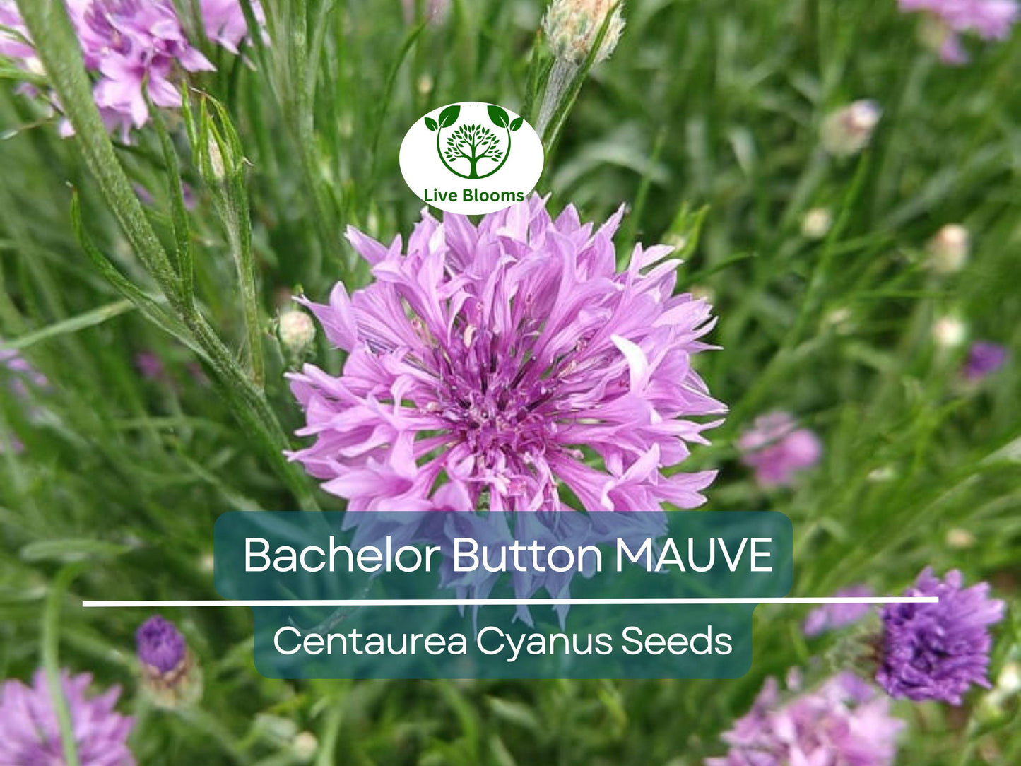 200 Seeds Cornflower Bachelor Button MAUVE Heirloom Non-GMO Garden Flower Seeds