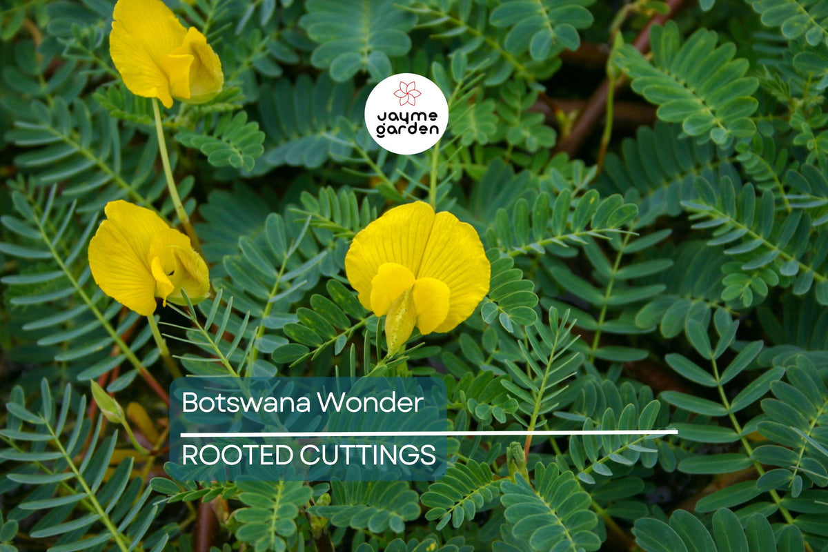 Botswana Wonder Sensitive Plant - Aeschynomene Fluitans - Tropical Floating Aquatic Plant with Yellow Flowers - Pond & Aquarium Plant