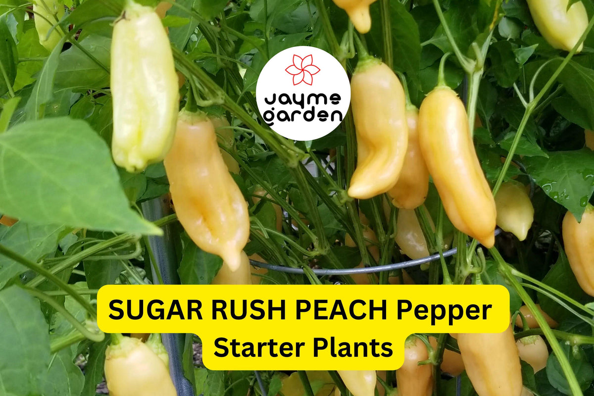 3 Sugar Rush Peach Pepper Starter Plants - Sweet & Spicy Chili - Capsicum baccatum - High Yield for Salsa & Hot Sauce