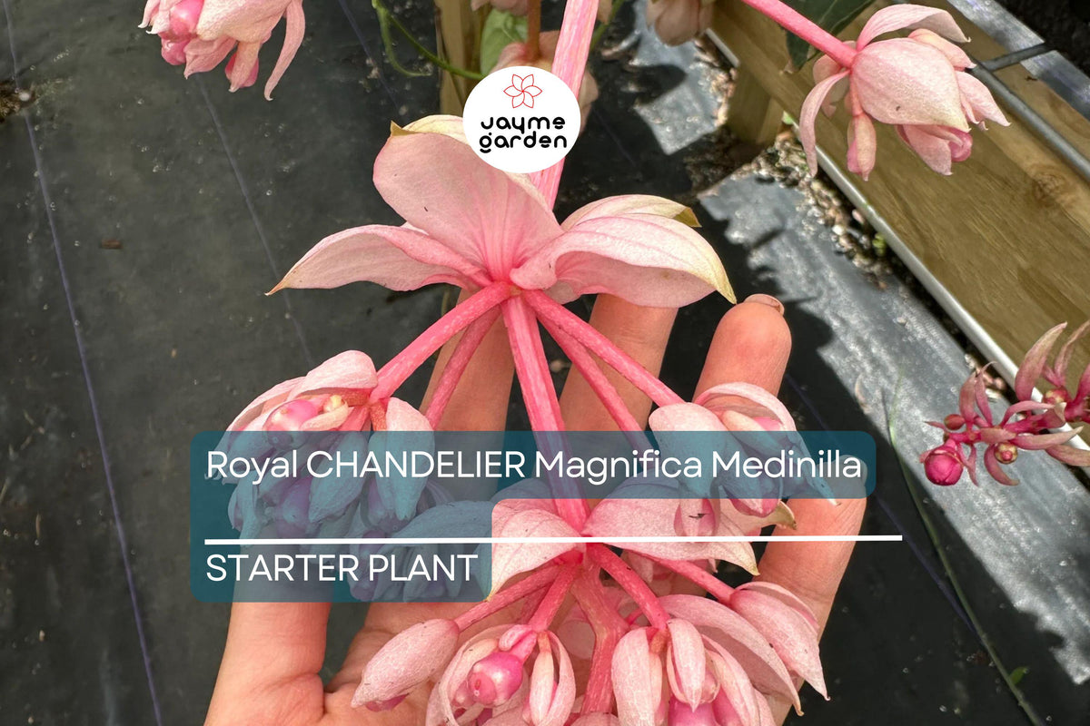 Royal Chandelier Medinilla Live Starter Plant - Rare Pink Blooms, Well-Rooted, Indoor/Outdoor, Medinilla magnifica