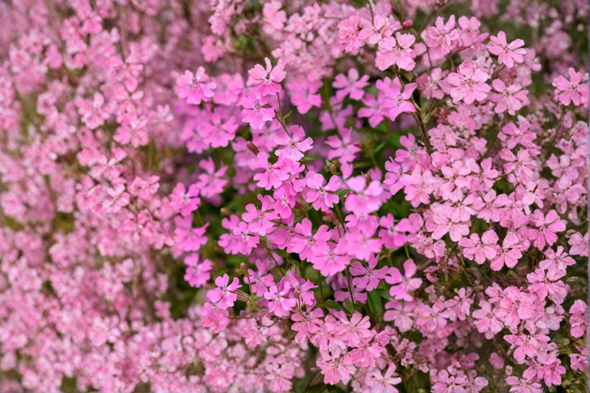 Nodding Catchfly Seeds - 100 Count - Bright Pink Blooms - Silene pendula - Low-Growing Annual for Cottage Gardens & Pollinators