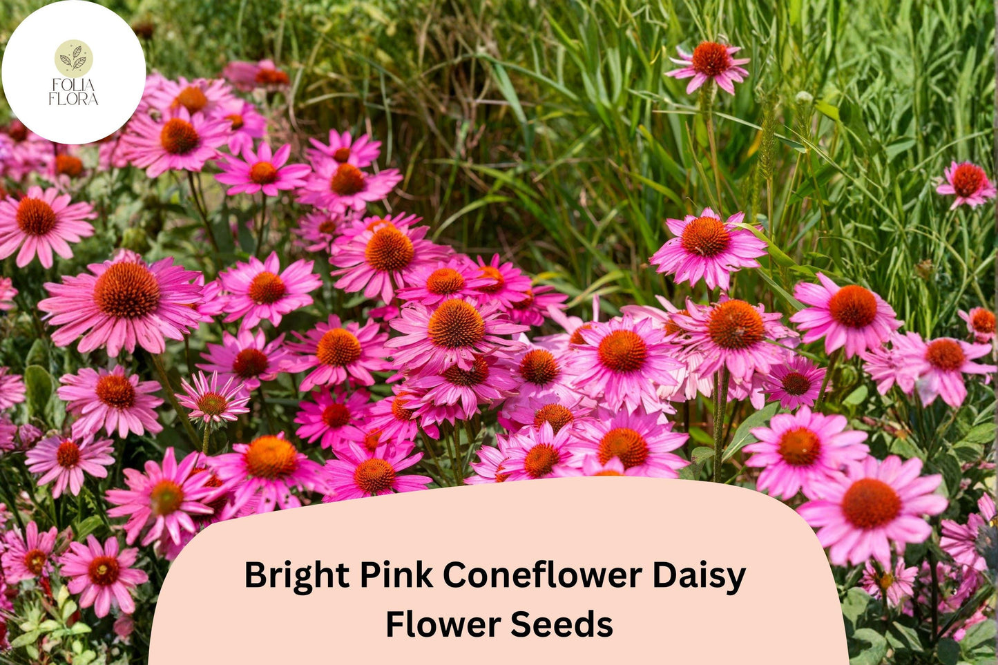 200+ Bright Pink Coneflower Daisy Seeds | Echinacea purpurea Hardy Perennial Flowers for Pollinator Gardens