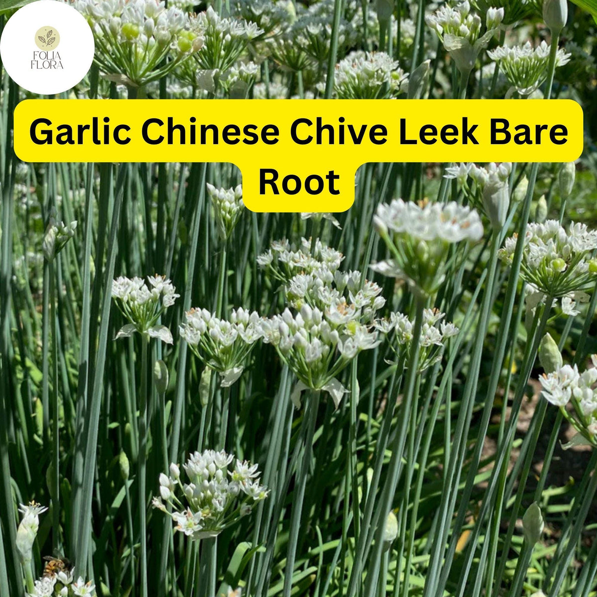 30 Bare Root Live Garlic Chives Plants - Edible Chinese Leeks (Allium tuberosum) - Aromatic Herb for Culinary Gardens