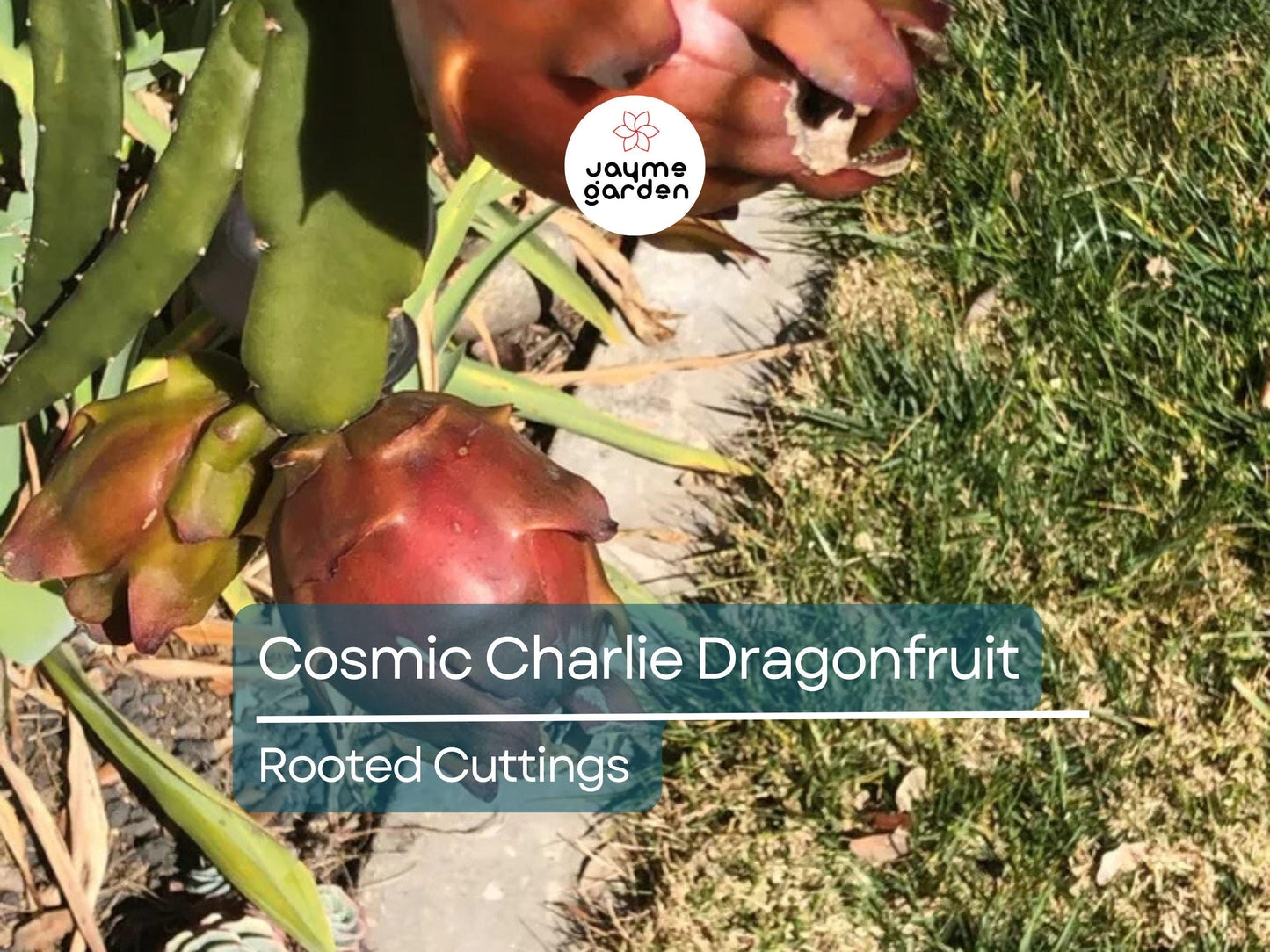 4 Rooted Cosmic Charlie Dragon Fruit Cuttings 4-8 Inches | Variegated Hylocereus Undatus Ready to Plant
