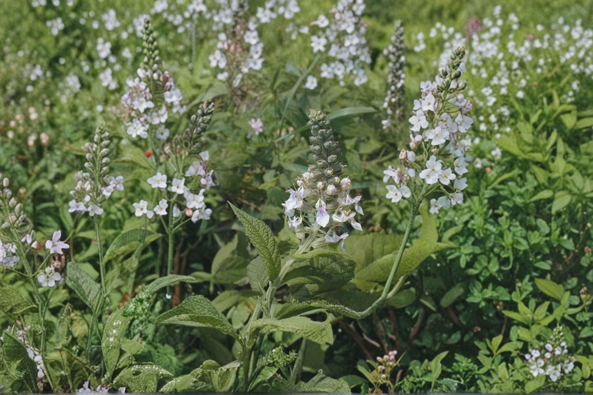 American Germander Seeds (40 Count) - Teucrium canadense Native Perennial Wildflower for Pollinator Gardens