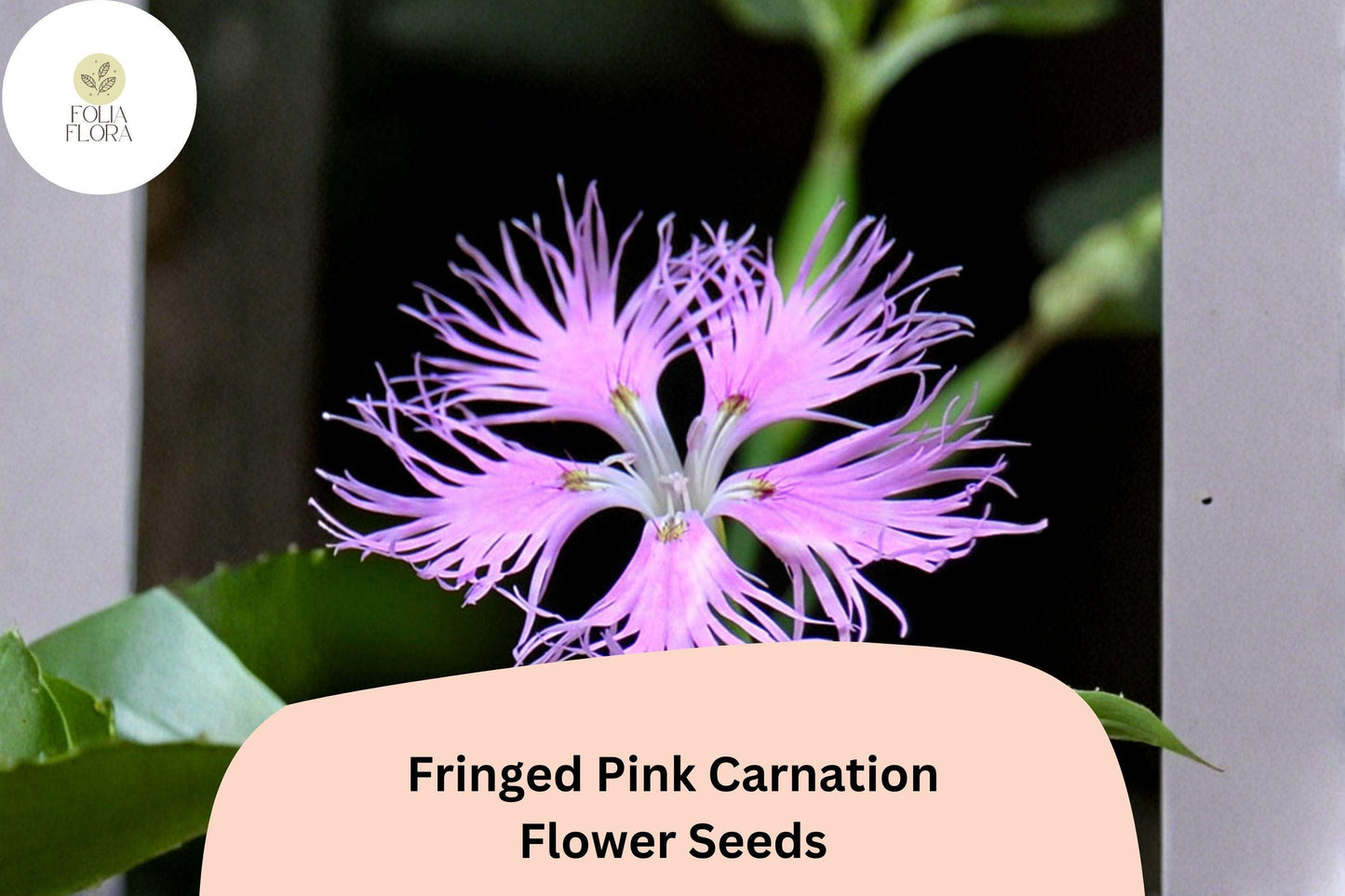 200+ Fringed Pink Carnation Seeds - Hardy Perennial with Frilly Pink Blooms