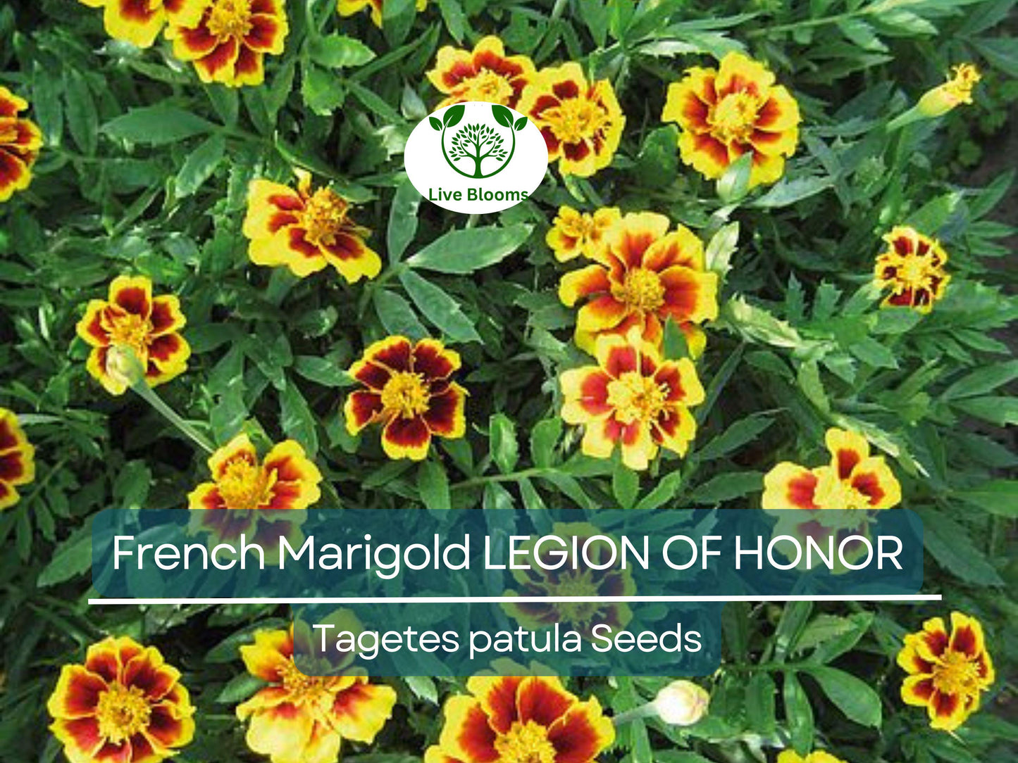 200 Seeds French Marigold LEGION Of HONOR Dwarf Non-GMO Beneficial Flowers Tagetes patula Garden Annual