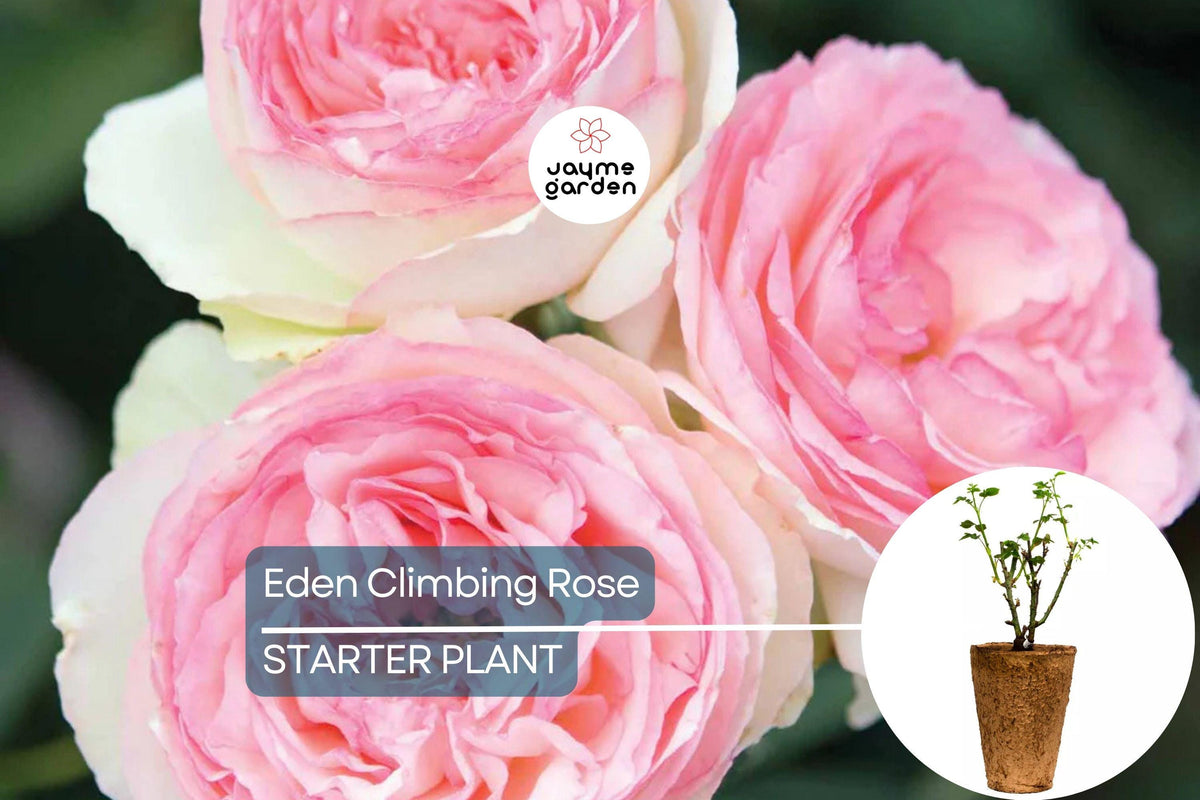 Eden Climbing Rose 1.5 Gal - Fragrant Pink Blooms, Own Root, Hardy Zones 5-9, Disease Resistant, Rosa ‘MEIviolin’ PP