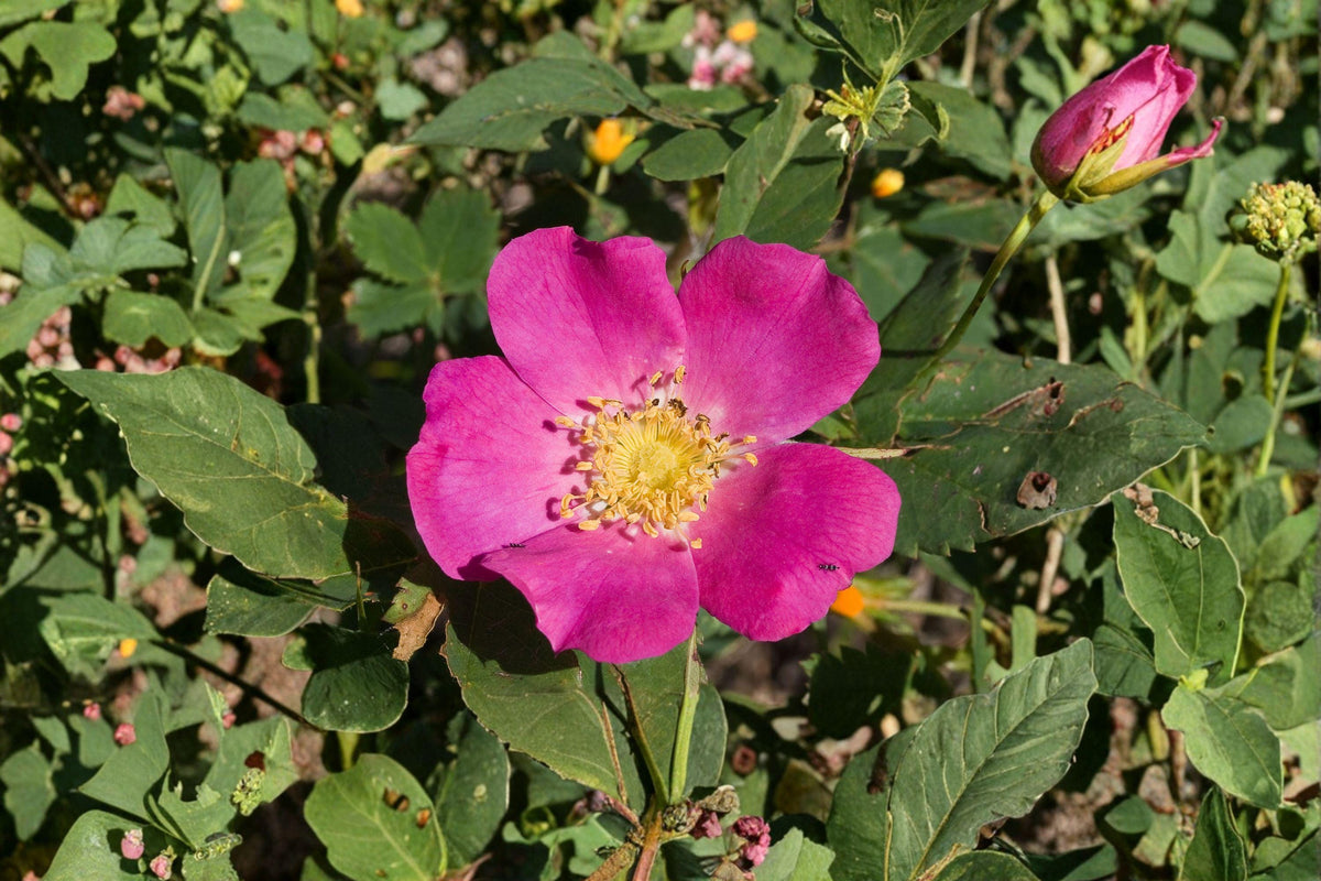 Common Wild Rose Seeds - 25 Seeds - Rosa woodsii - Native Prairie Flower - Hardy Pink Blooms for Wildlife Gardens