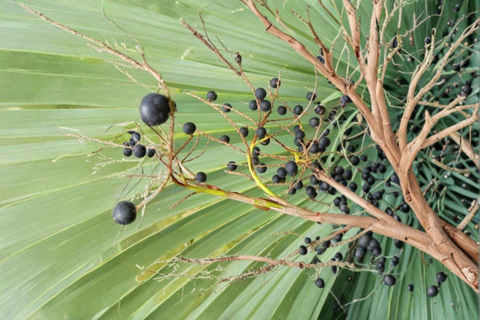 Sabal Palmetto Seeds | Native Cabbage Palm Tree | Cold Hardy Evergreen Palm Seeds