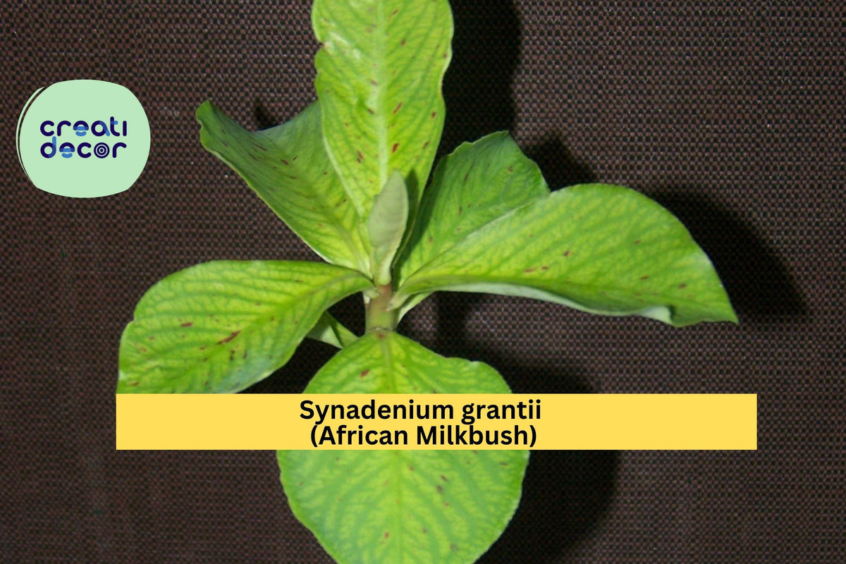 4" Synadenium Grantii African Milkbush - Rare Exotic Succulent Plant with Variegated Green Leaves - Euphorbia Houseplant